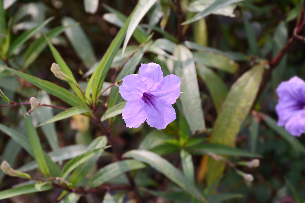 拼搏在线官网 - 首页